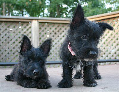 Black Westie Puppies For Sale Uk