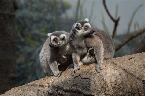 Newborn baby lemurs at Bronx Zoo - Business Insider