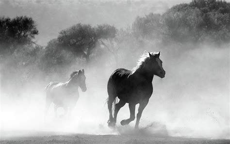 Wild Horses Black And White Art Photograph by Wall Art Prints - Pixels