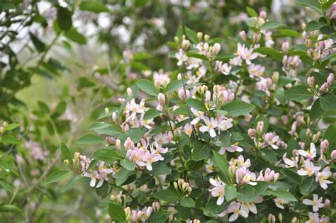 Honeysuckle Flower Meaning, Popular Types, and Uses - Petal Republic