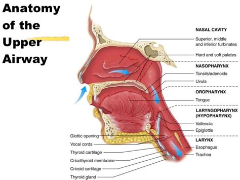 Upper Airway Anatomy Pic