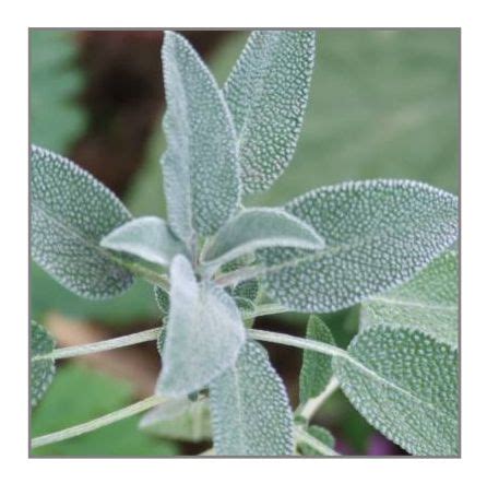 Sage – Seeds – Australian Gardener