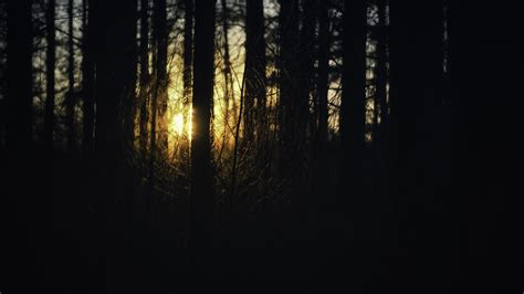 forest, Sunrise Wallpapers HD / Desktop and Mobile Backgrounds