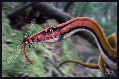 Coelophysis by DeEtta on DeviantArt