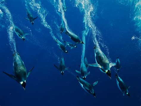 Emperor Penguins, Antarctica