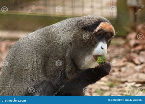 Guenon stock photo. Image of animal, beast, hairy, endangered - 33138250