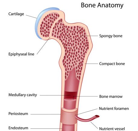 Bone Marrow Transplantation (BMT) | BIDMC of Boston