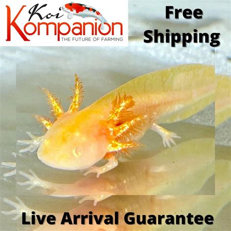 Golden Albino Axolotl - Koi Kompanion - Koi Pond Design, Installation and Supplies and Lawn Care ...