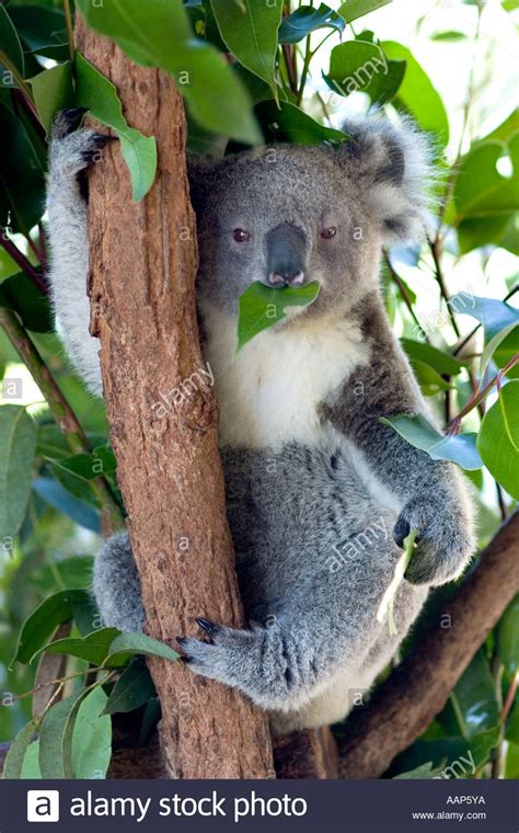 Koala Eating Eucalyptus Leaves