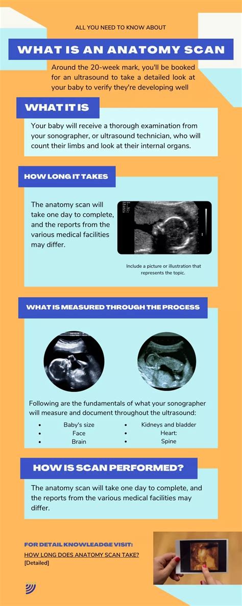 PPT - What is an anatomy scan ? PowerPoint Presentation, free download ...