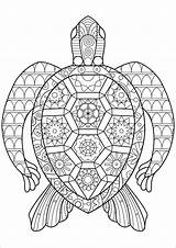 Turtle Coloring Page For Adult  ColoringBay sketch template