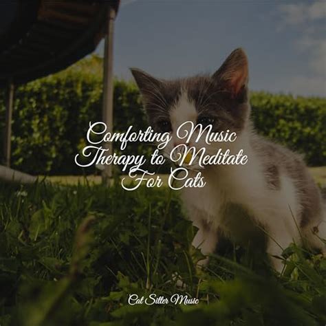 Play Comforting Music Therapy to Meditate For Cats by Music for ...