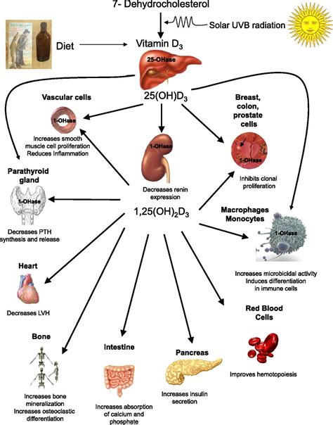 A new role for vitamin D receptor activation in chronic kidney disease ...