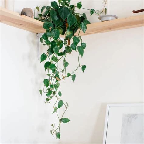 5 Best Indoor Hanging Plants that Require Low light + Care Guide