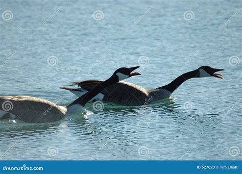 Honking Canada Geese stock photo. Image of chase, avian - 627620