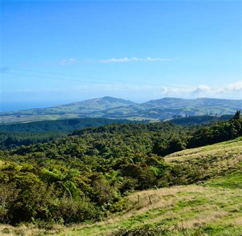 Native Forest Conservation Helper | Volunteer in New Zealand 2025