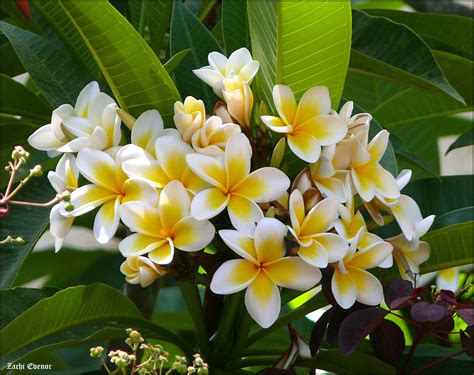 White Frangipani Plant: Care and Growing Guide