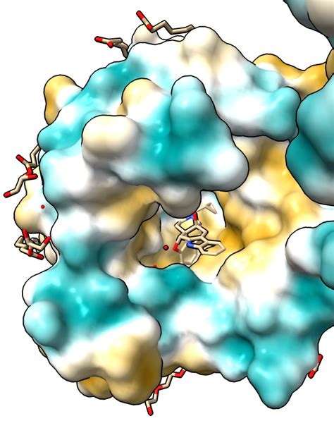 Delta Opioid Receptor