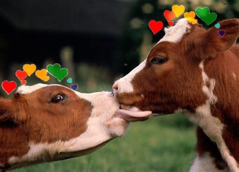 Cows with Hearts Ⓥ on Twitter | Animais beijando, Vacas engraçadas, Animais de quinta