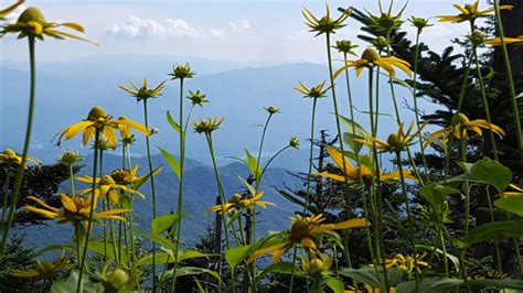 Blooming flowers at Great Smoky Mountains | Smithsonian Photo Contest ...