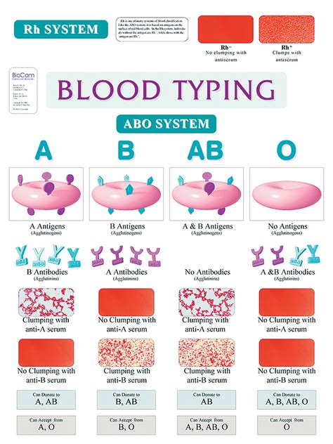 Blood Type Chart | ubicaciondepersonas.cdmx.gob.mx