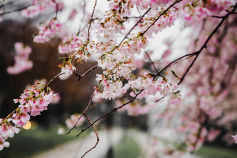 Wallpaper ID: 274379 / branches with pink cherry blossom close up with blue sky background in ...