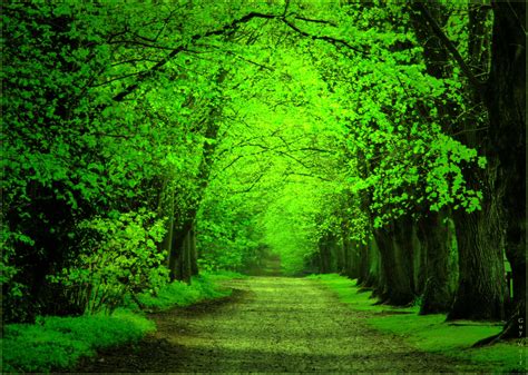 Wallpaper : green, woods, norfolk, verdant, springtime, newgrowth ...