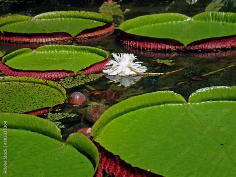 Victoria regia (Victoria amazonica) leaves and flower on lake Stock Photo | Adobe Stock