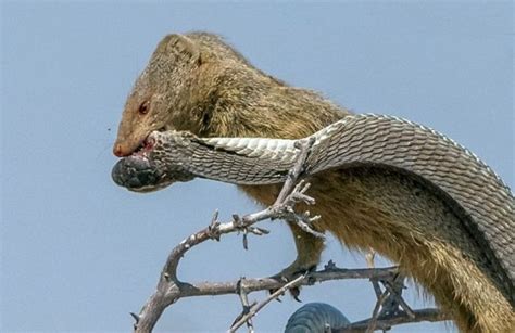 Mongoose Takes Down A Snake And Eats Him For Lunch (8 pics)