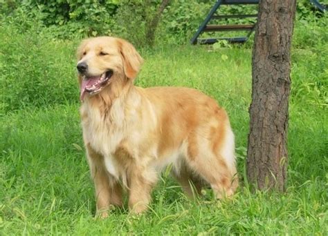 anjing-golden-ritriver: anjing golden retriever . artikel hendrik golden