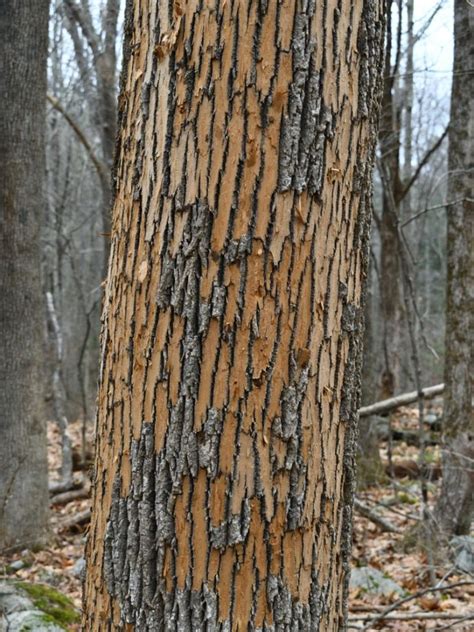 Ash Tree Bark Peeling - Reasons For Bark Coming Off Ash Trees