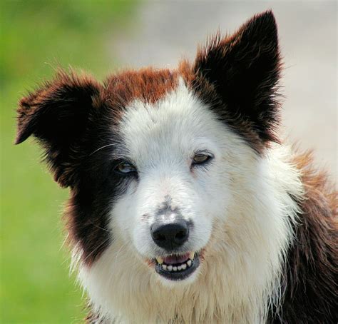 File:Border Collie liver portrait.jpg - Wikimedia Commons