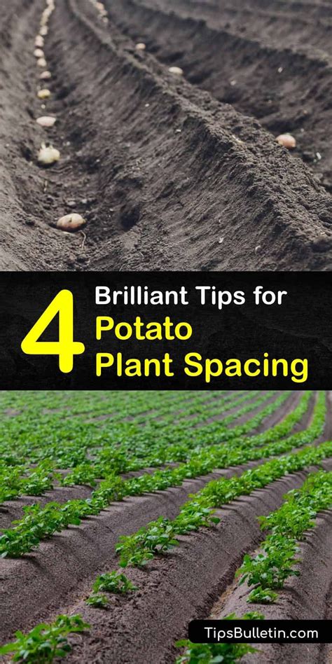 Potato Plant Spacing Tips