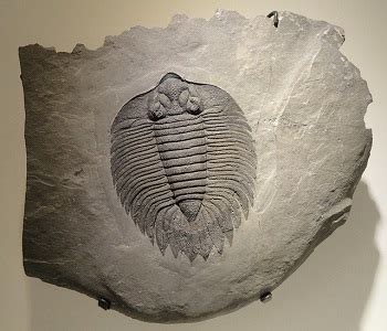 Paleozoic Era | Definition, Events & Timeline - Lesson | Study.com