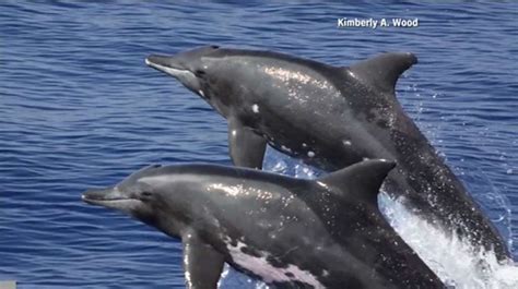 Rare dolphin-whale hybrid spotted near Hawaii – WSVN 7News | Miami News, Weather, Sports | Fort ...