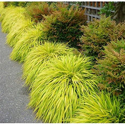 Find The Best Japanese Forest Grass Seeds For Your Garden