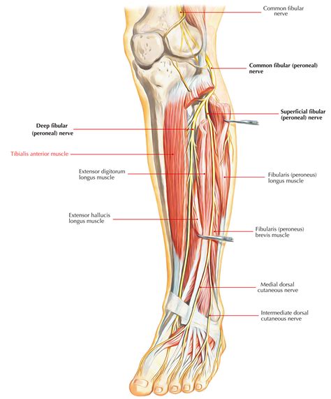 Tibialis Anterior – Earth's Lab