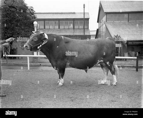 Guernsey bull hi-res stock photography and images - Alamy