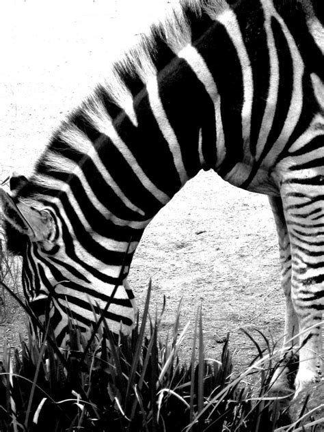 Zebra Stripes by strawbryfields94 on DeviantArt