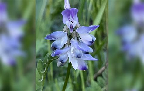 Alfalfa | Colorado's Wildflowers