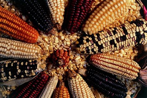 Maize Varieties Photograph by Peter Menzel/science Photo Library - Fine ...