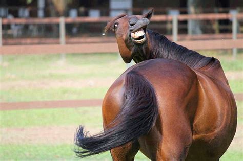 Horse smiling face - Funny pictures of animals