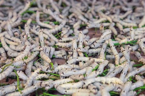 «Silk Worms At Silk Farm In Vietnam» del colaborador de Stocksy «Rowena ...