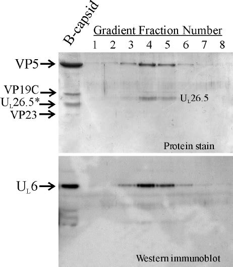 Characterization of capsids formed in the in vitro capsid assembly ...