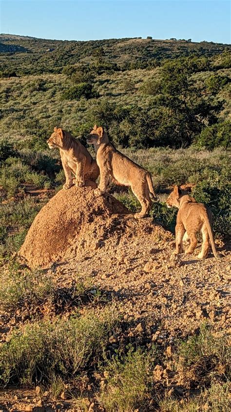 The Ultimate South Africa Safari: Encounter the Big Five in the Wild