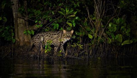 Facts about Fishing Cat That Will surely Impress Your Sundarban wildlife tours. - Sudarban ...