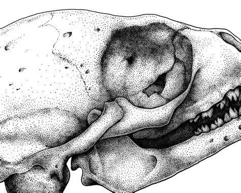 Fine Art Seal Skull Print Anatomy Art Scientific | Etsy