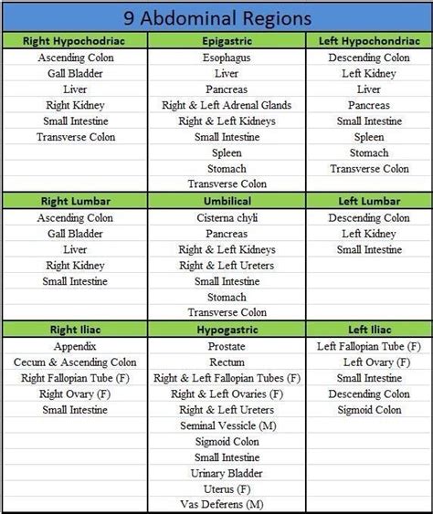 Abdominal Regions and Organ Locations Table