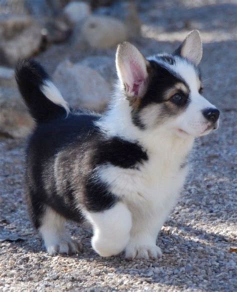 Corgi Husky mix | Cute dogs, Cute animals, Cute baby animals