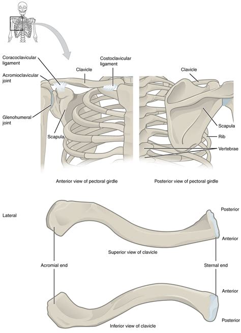 Clavicle Acromial End